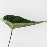 Regenerative Farming